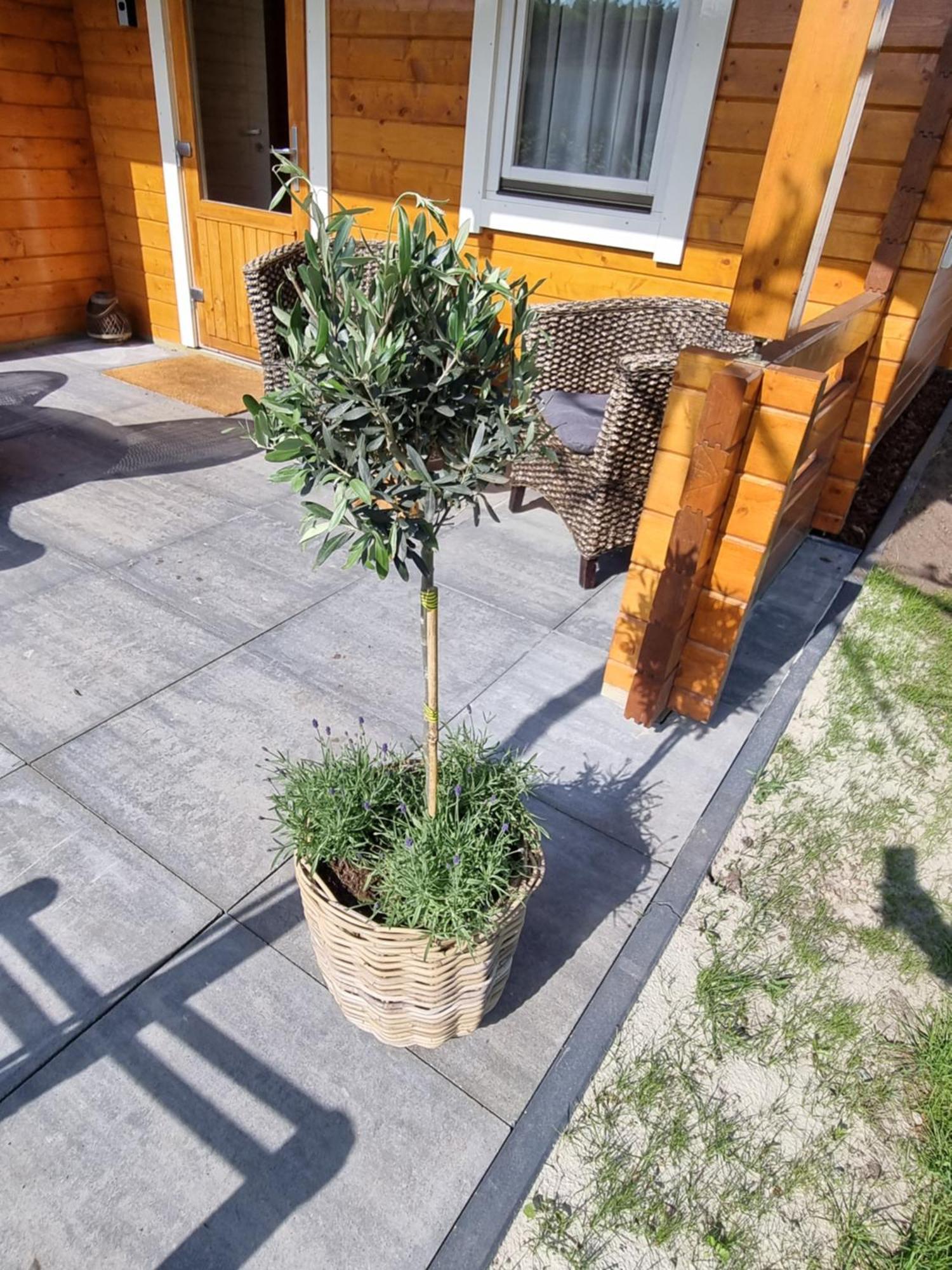 Nieuw - Luxe Blokhut Chalet In Bosrijke Omgeving Anloo Kültér fotó