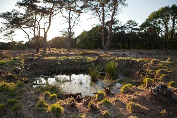 Nieuw - Luxe Blokhut Chalet In Bosrijke Omgeving Anloo Kültér fotó