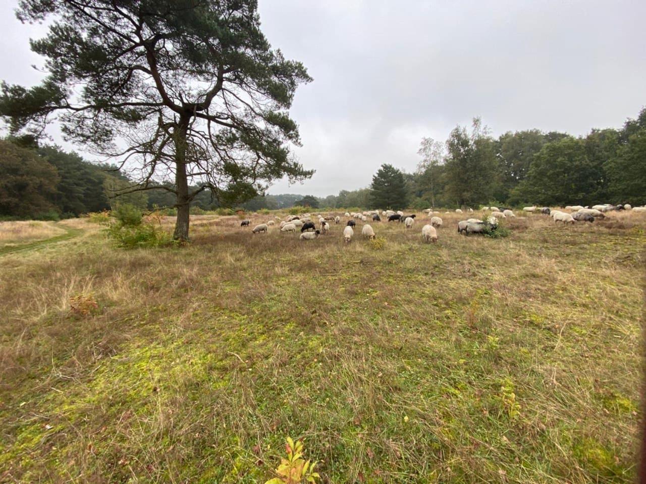 Nieuw - Luxe Blokhut Chalet In Bosrijke Omgeving Anloo Kültér fotó